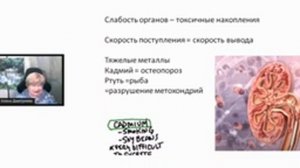 Что такое лимфа Роль лимфатической системы в организме