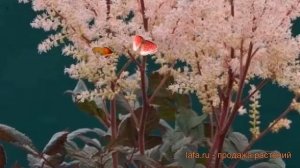 Астильба китайская Спотлайт (astilbe spotlight) ? обзор: как сажать, саженцы астильбы Спотлайт