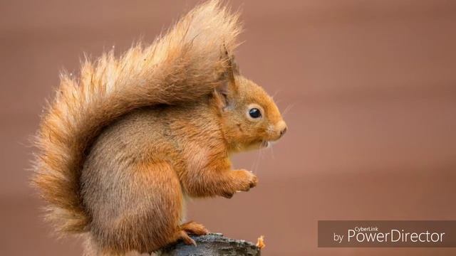 Фото белки ? смотреть онлайн