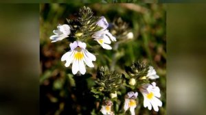 ОЧАНКА (EUPHRASIA)