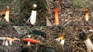 Generating Stinkhorn, Carrion Fungus with Deep Learning