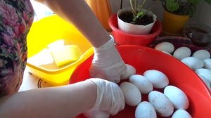 Мыть или не мыть яйца перед закладкой в инкубатор?