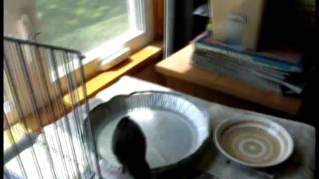 W.B. the starlings dance lesson 7 of 9