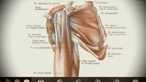 Анатомия с АВ. Мышцы плечевого пояса и плеча.