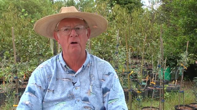 How to Grow Mulberries смотреть онлайн