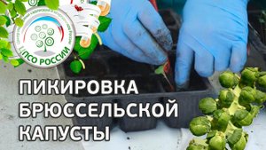 Пикировка рассады брюссельской капусты. Выращивание капусты брюссельской.
