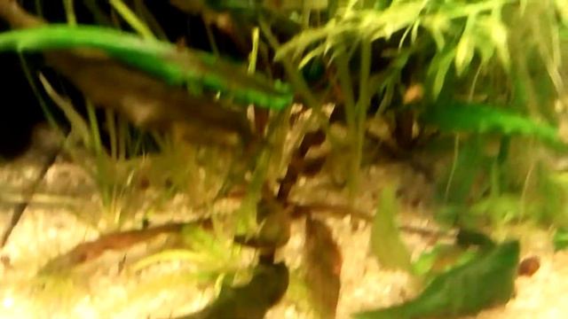 Аквариум 30 литров на нейтральном грунте. смотреть онлайн