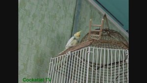 Как у кореллы проходит первая линька