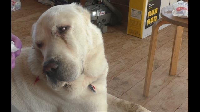 Лечим Шаха! смотреть онлайн