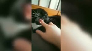 смешные котики 😁😂😂