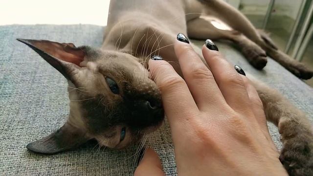 Sphinx cat funny video. Лысый котёнок сфинкс кусается. смотреть онлайн