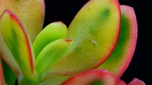 Crassula ovata - разноцветное денежное дерево ??