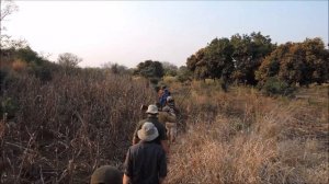 Elephant' hunts in Africa Охота на слона в Африке с Tokkroos Safari - elephant hunting