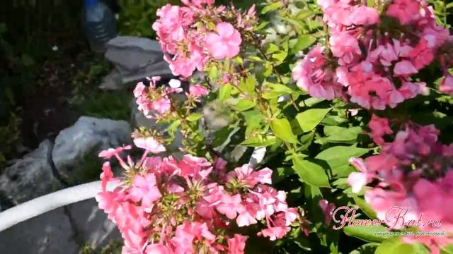 Флокс Атласный смотреть онлайн