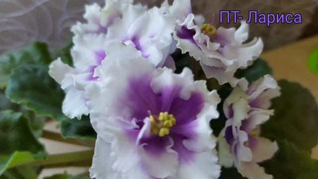 ФИАЛКА ПТ- ЛАРИСА. смотреть онлайн