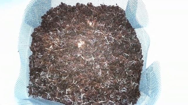 Разведение живых кормов
