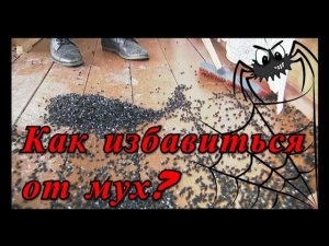 Как избавиться от мух? Мухи в курятнике