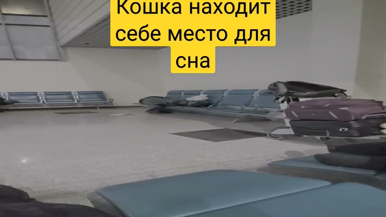Домашние животные кошки часто используется как навигаторы расстановки мебели  в жилых помещениях