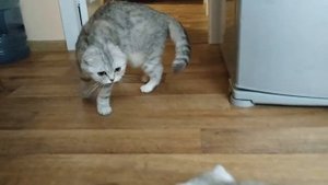 Мама Кошка разговаривает и ухаживает с ее милыми мяукающими котятами Мяу