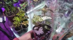 Упаковка комнатных горшечных цветов  для продажи на праздники