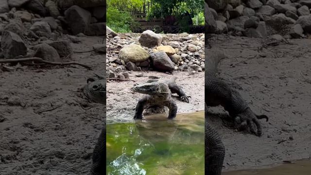 Komodo Vs Electric Eel