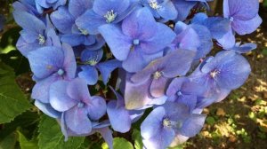 Blue Hydrangea macrophylla (Hortensia) In Garden #hydrangea #macrophylla #hortensia #gardening