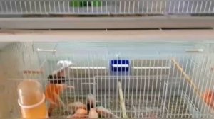 Мягкий корм для канареек