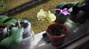 Дружный переезд орхидей в землю!