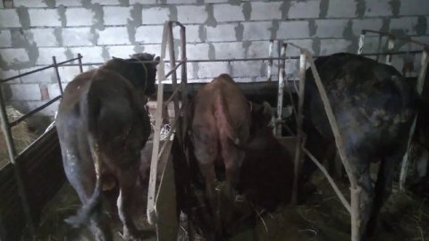 Телёнок симментал. изменения за месяц