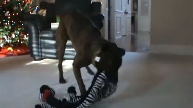 Dog Killing Zebra Toy смотреть онлайн