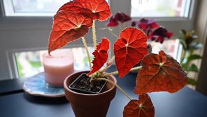 What Is This Crazy Houseplant!? The Begonia Autumn Ember!