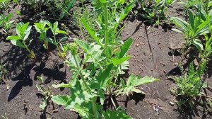 Новый вредитель/Листоед рапсовый