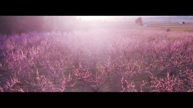 Цветение персиковых садов love story смотреть онлайн