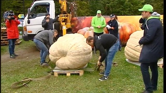 Взвешивание тыкв-гигантов в "Аптекарском огороде"