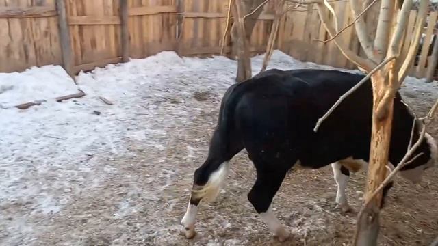 Откорм быков. Бык породы Симментал #быки #телята #откорм_быков #bull #big_bull #farm .