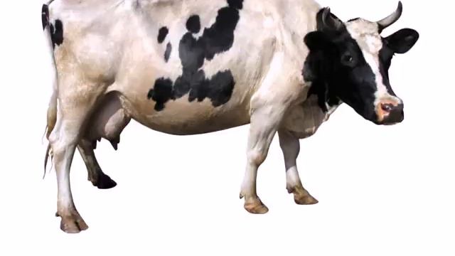 Домашние 5 смотреть онлайн