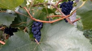 Выращивание винограда на Урале