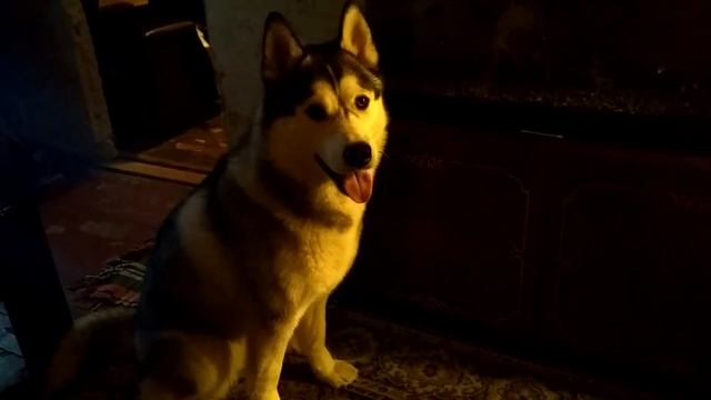 Хаски бежит гулять. смотреть онлайн