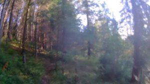 Лесная прогулка по тропе здоровья и другим местам г.Нытвы