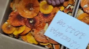 Максим Романович+79034719998 , грибы разные, сушёные, маринованные, солёные, свежий гриб, ОПТ, Розн