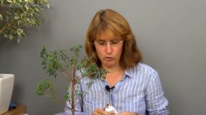 Бонсай из мирта (ч.1).