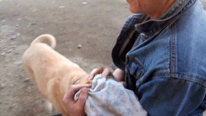 обработка собаки от клещей подручными средствами: керосин