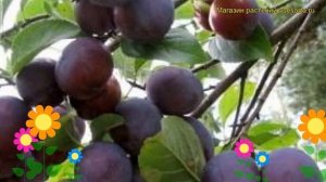 Слива домашняя Этюд. Краткий обзор, описание характеристик prunus domestica Etiud