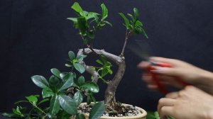 styling semi cascade gardenia bonsai. first wiring