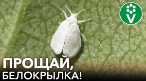 БЕЛОКРЫЛКА УЖЕ ЛЕТАЕТ! Спасаем растения от белокрылки без "химии"!
