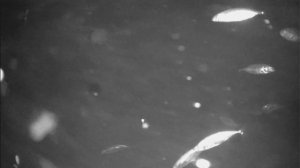 Клюет корюшка на Финском Заливе видео под водой? Или Колюшка? рыбалка на корюшку на Финском Заливе.