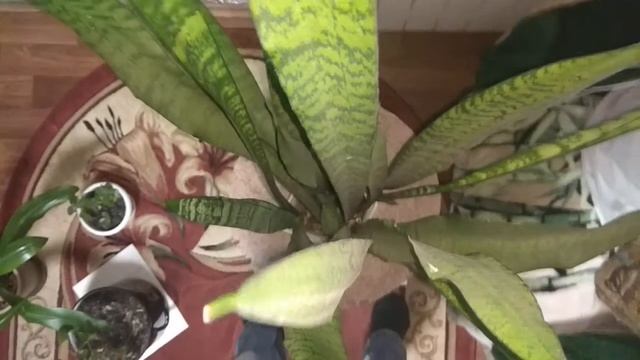 Щучий хвост. Традесканция 1.5 метра. Мой результат смотреть онлайн