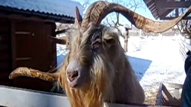 Горный Козел на ферме в Москве | 8(965)380-13-11 Москва смотреть онлайн
