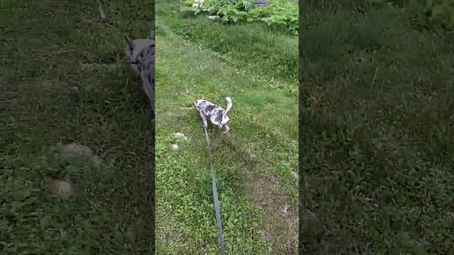 Чихуа Марик, 14 лет) #детишки #малыши #собака #чихуахуа #чишки #животные смотреть онлайн