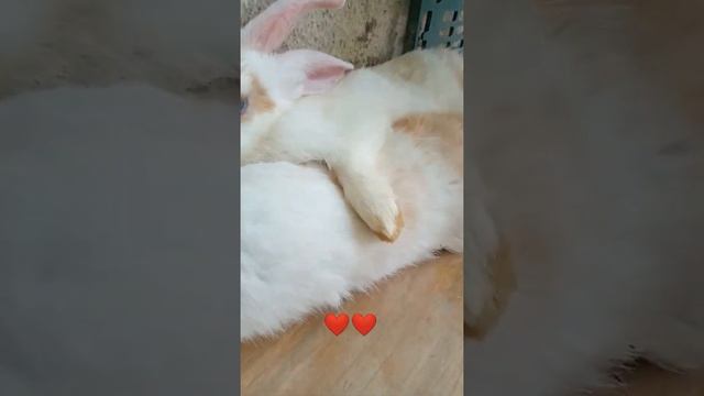 bunny sleeping like hooman